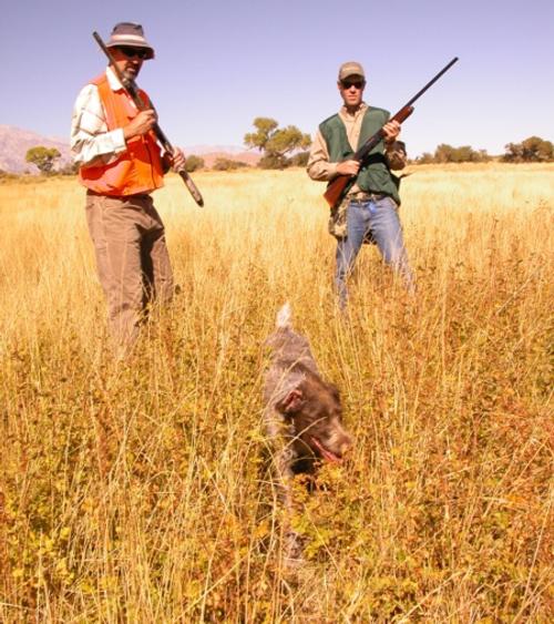 WON On-the-Spot: IT’S BACK! Lone Pine Pheasant Club has great cover and flushing birds